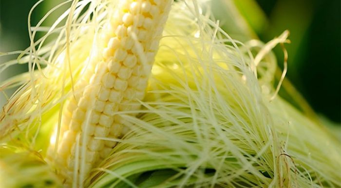 Chữa tiểu nhiều lần tại nhà bằng râu ngô