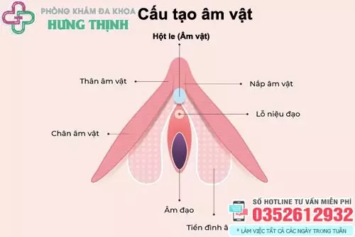 Cấu tạo của hột le (âm vật)