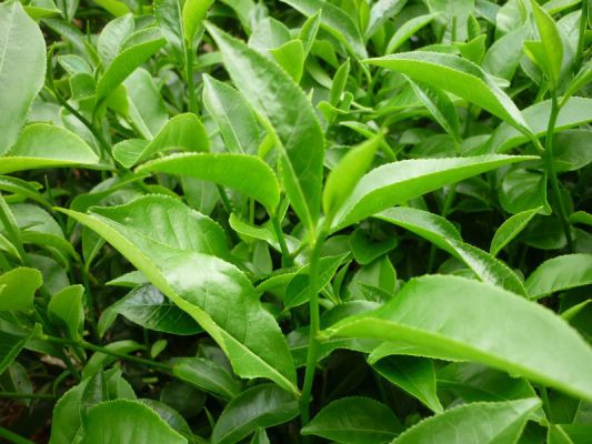 Chữa viêm phụ khoa tại nhà bằng lá trà xanh