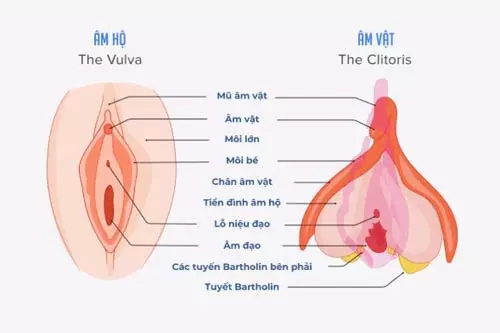 Chức năng của hột le là gì?