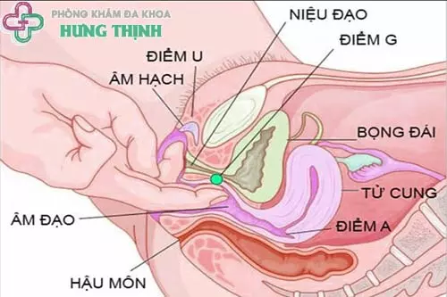 Điểm G của phụ nữ nằm ở đâu?