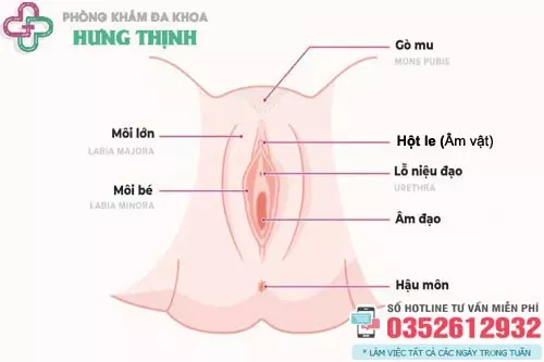 Hột le là gì nằm ở đâu?