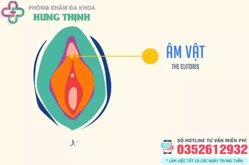 Hột le nằm ở chỗ nào?