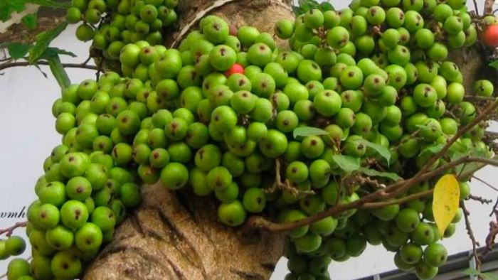 TOP 15+ Cách trị bệnh trĩ tại nhà hiệu quả nhanh chóng