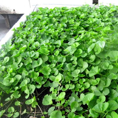 Top 15 biện pháp chữa tiểu buốt tại nhà hiệu quả nhanh nhất