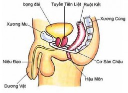 Viêm tuyến tiền liệt có chữa được không? Cách chữa hiệu quả